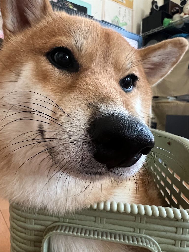 f:id:KobayannANIMAL:20220105132244j:image f:id:KobayannANIMAL:20220105132244j:image