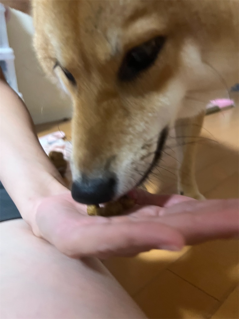 f:id:KobayannANIMAL:20220105132806j:image f:id:KobayannANIMAL:20220105132806j:image