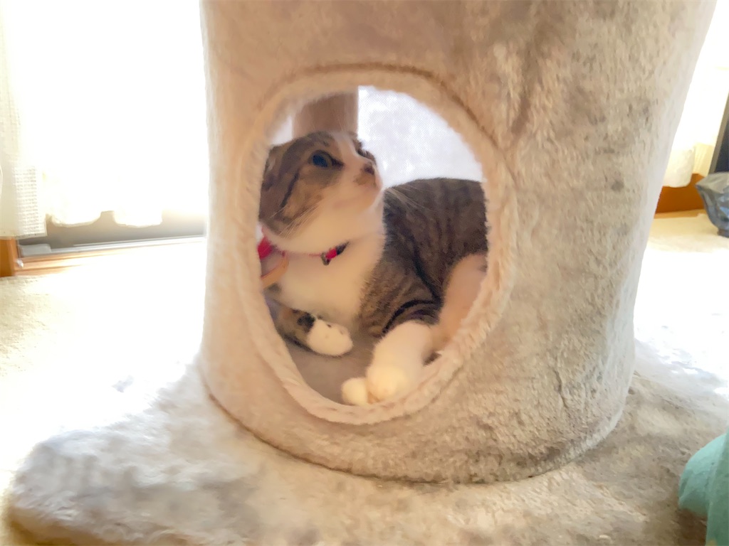 f:id:KobayannANIMAL:20220106052518j:image f:id:KobayannANIMAL:20220106052518j:image