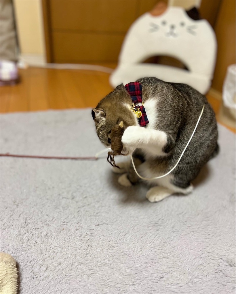 f:id:KobayannANIMAL:20220106052612j:image f:id:KobayannANIMAL:20220106052612j:image