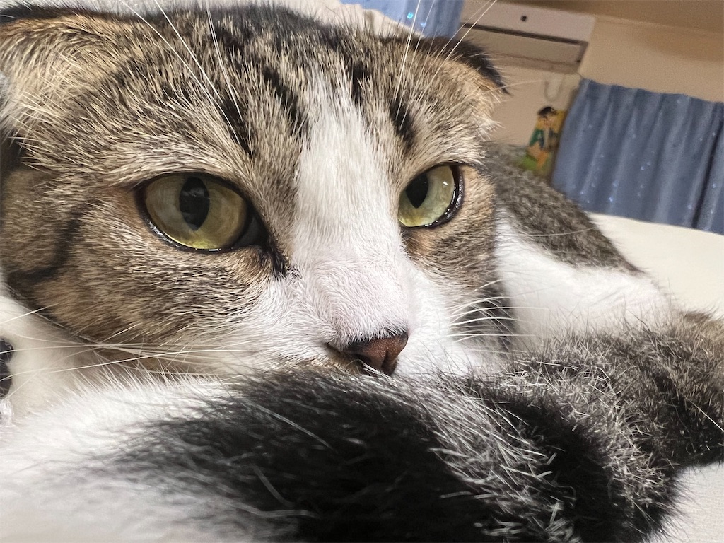 f:id:KobayannANIMAL:20220106203043j:image f:id:KobayannANIMAL:20220106203043j:image