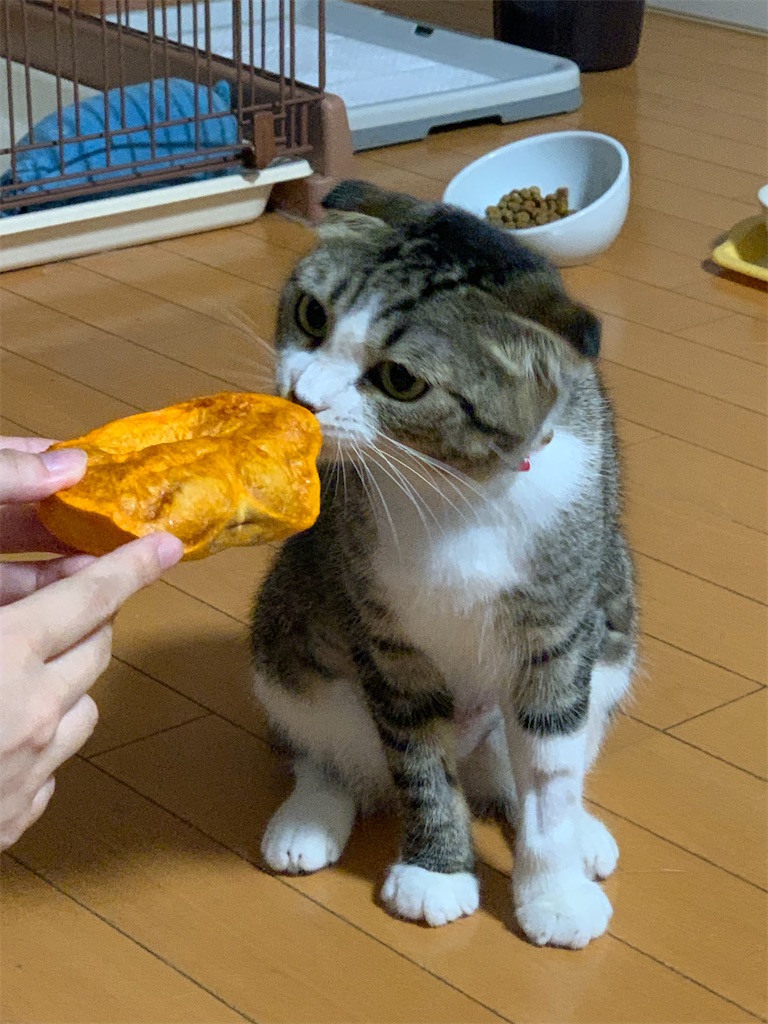 f:id:KobayannANIMAL:20220106203124j:image f:id:KobayannANIMAL:20220106203124j:image