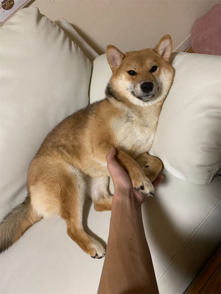 f:id:KobayannANIMAL:20220106203214j:image f:id:KobayannANIMAL:20220106203214j:image