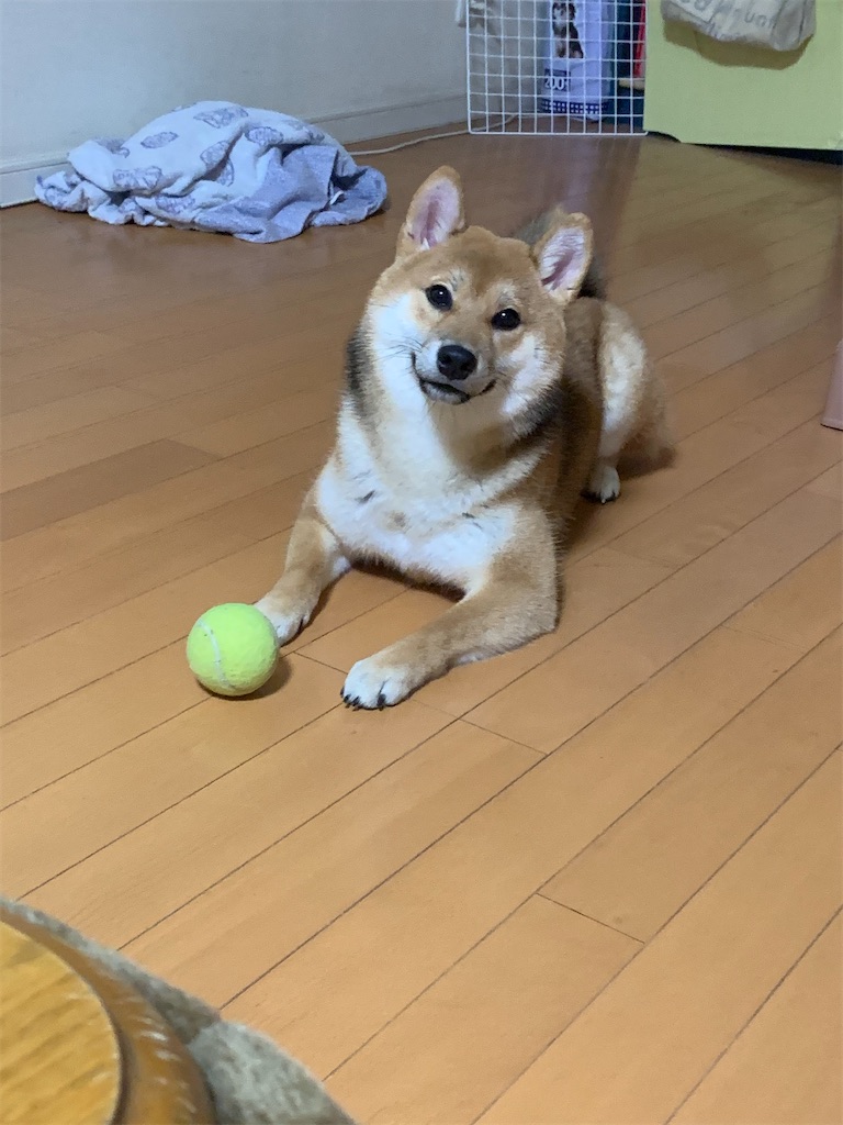 f:id:KobayannANIMAL:20220106203352j:image f:id:KobayannANIMAL:20220106203352j:image