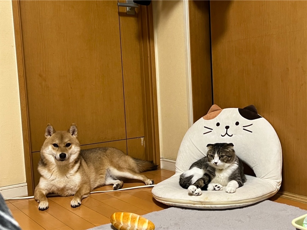 f:id:KobayannANIMAL:20220109014914j:image f:id:KobayannANIMAL:20220109014914j:image