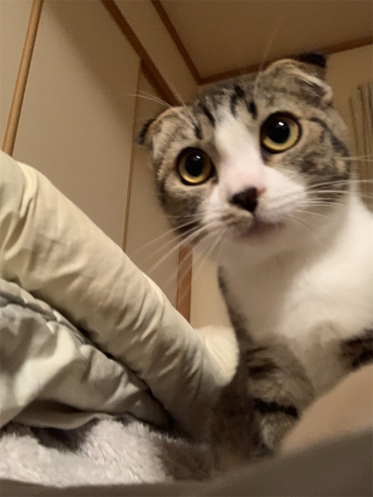 f:id:KobayannANIMAL:20220109015209j:image f:id:KobayannANIMAL:20220109015209j:image
