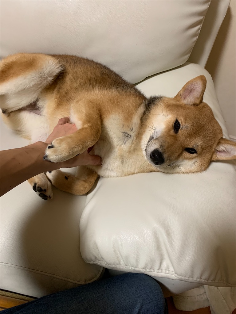f:id:KobayannANIMAL:20220109015305j:image f:id:KobayannANIMAL:20220109015305j:image