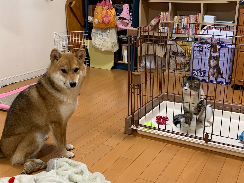 f:id:KobayannANIMAL:20220109015337j:image f:id:KobayannANIMAL:20220109015337j:image