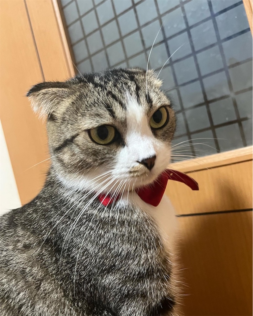 f:id:KobayannANIMAL:20220109015359j:image f:id:KobayannANIMAL:20220109015359j:image