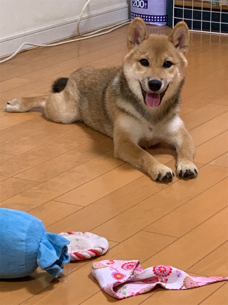 f:id:KobayannANIMAL:20220109015425j:image f:id:KobayannANIMAL:20220109015425j:image