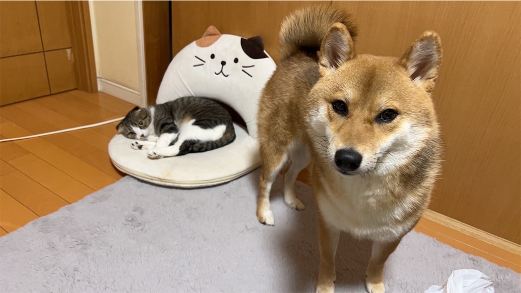 f:id:KobayannANIMAL:20220111224220j:image f:id:KobayannANIMAL:20220111224220j:image