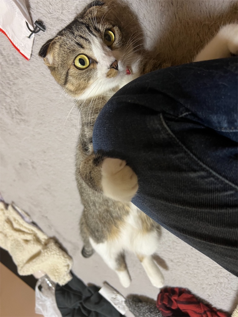 f:id:KobayannANIMAL:20220111224933j:image f:id:KobayannANIMAL:20220111224933j:image