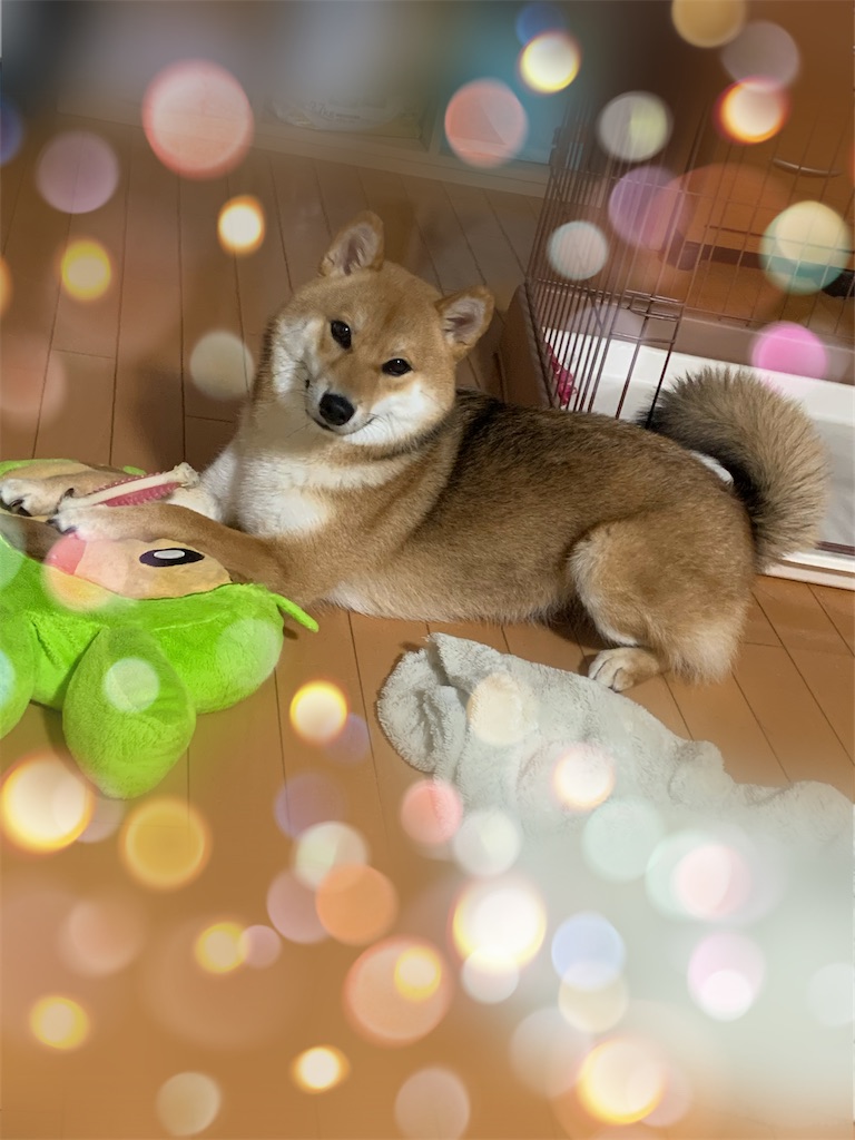 f:id:KobayannANIMAL:20220114063603j:image f:id:KobayannANIMAL:20220114063603j:image