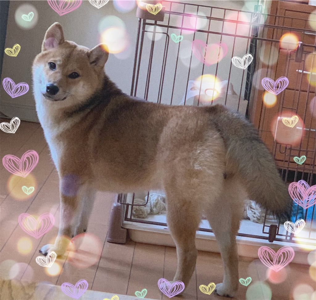 f:id:KobayannANIMAL:20220114065223j:image f:id:KobayannANIMAL:20220114065223j:image