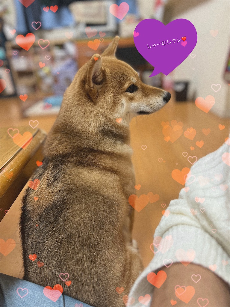 f:id:KobayannANIMAL:20220114070124j:image f:id:KobayannANIMAL:20220114070124j:image