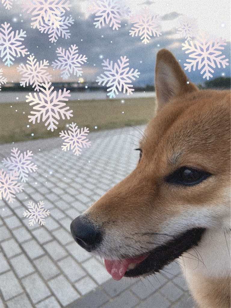 f:id:KobayannANIMAL:20220114070852j:image f:id:KobayannANIMAL:20220114070852j:image