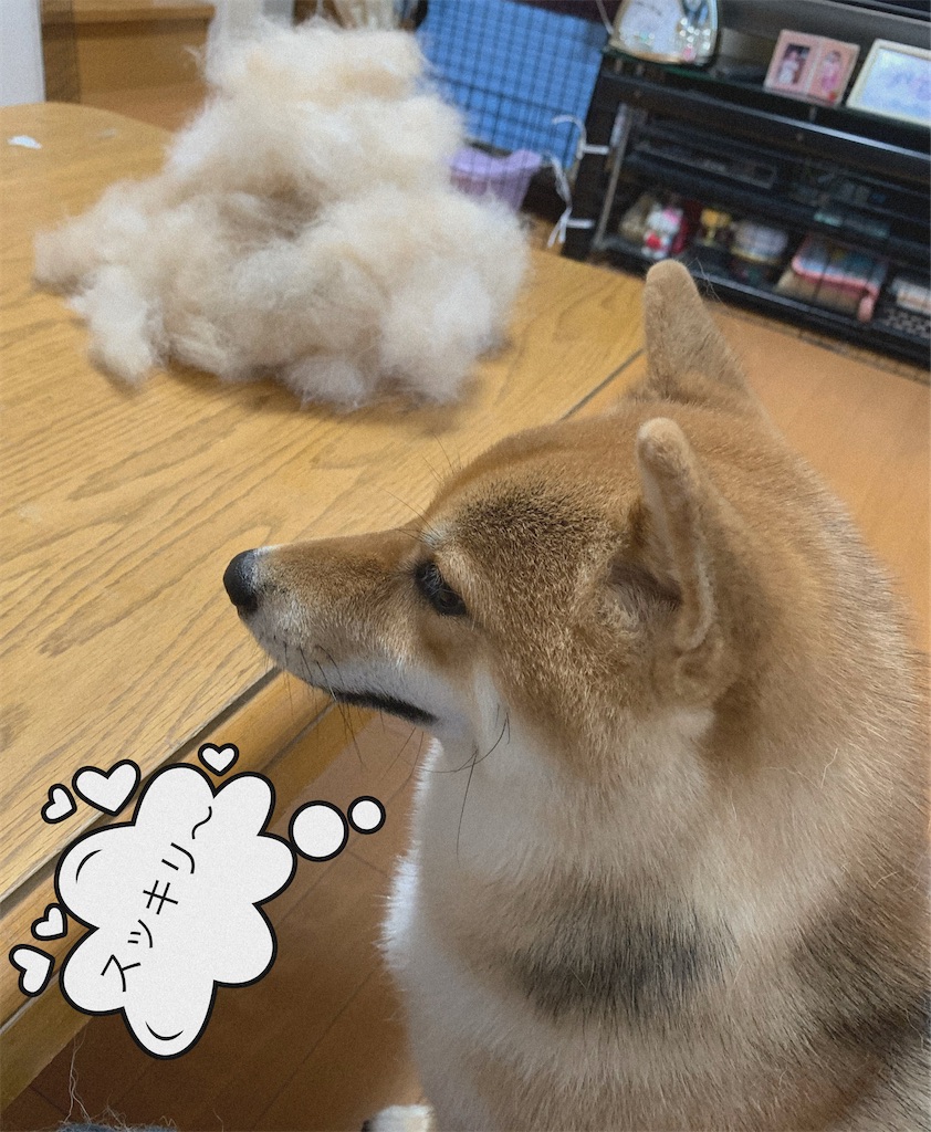 f:id:KobayannANIMAL:20220114071125j:image f:id:KobayannANIMAL:20220114071125j:image