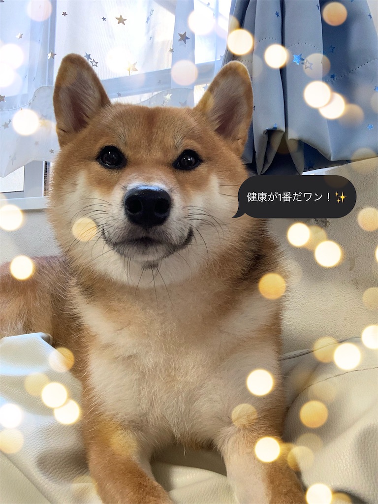 f:id:KobayannANIMAL:20220114071648j:image f:id:KobayannANIMAL:20220114071648j:image