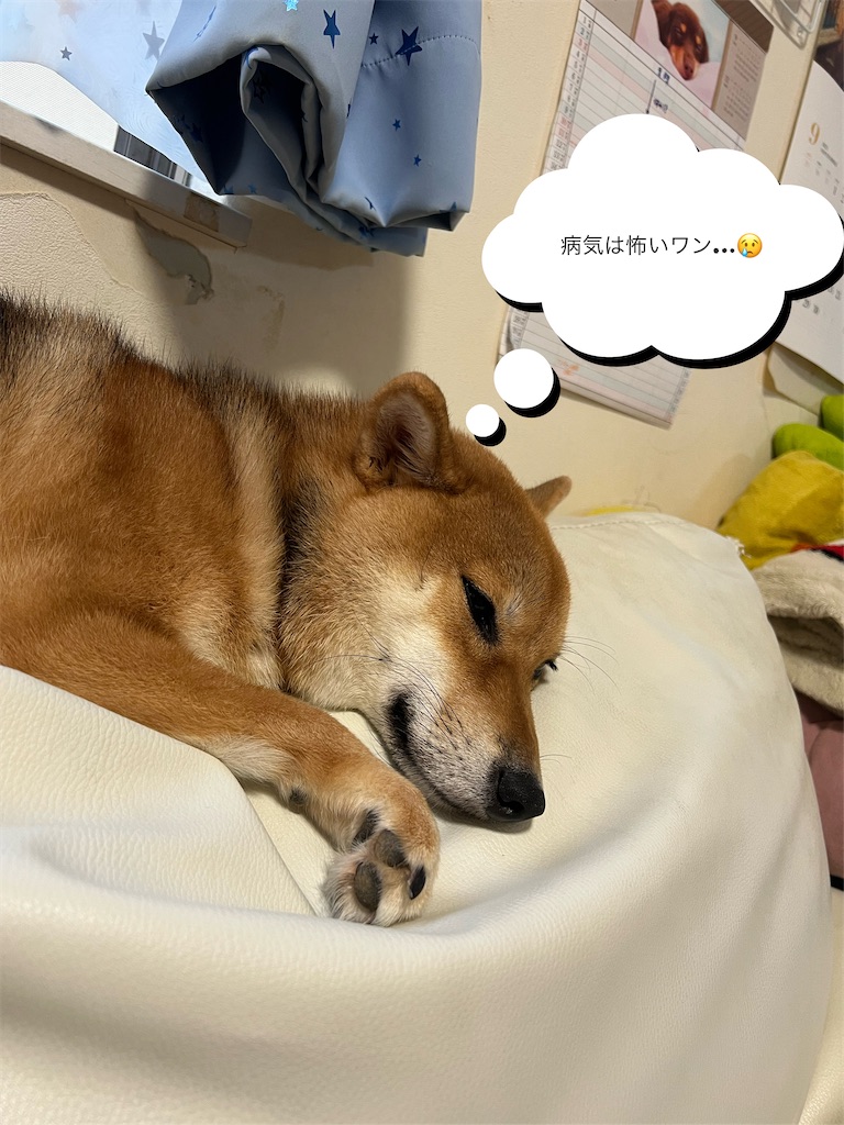 f:id:KobayannANIMAL:20220114071900j:image f:id:KobayannANIMAL:20220114071900j:image