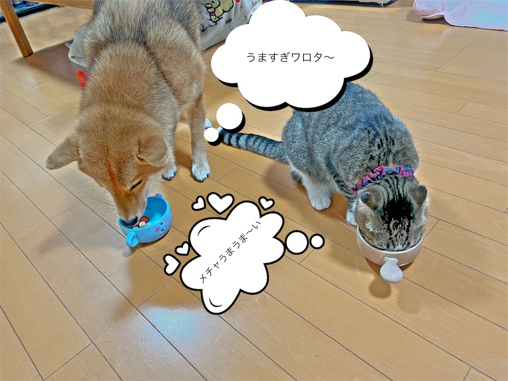 f:id:KobayannANIMAL:20220114072203j:image f:id:KobayannANIMAL:20220114072203j:image