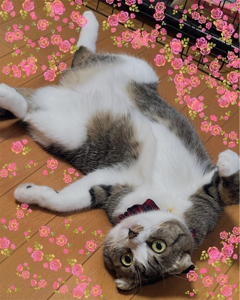 f:id:KobayannANIMAL:20220117062210j:image f:id:KobayannANIMAL:20220117062210j:image