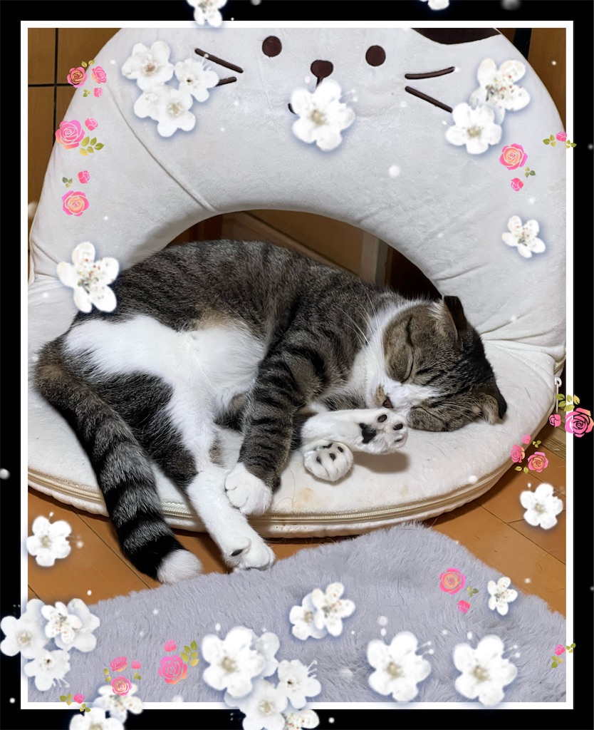 f:id:KobayannANIMAL:20220117062622j:image f:id:KobayannANIMAL:20220117062622j:image