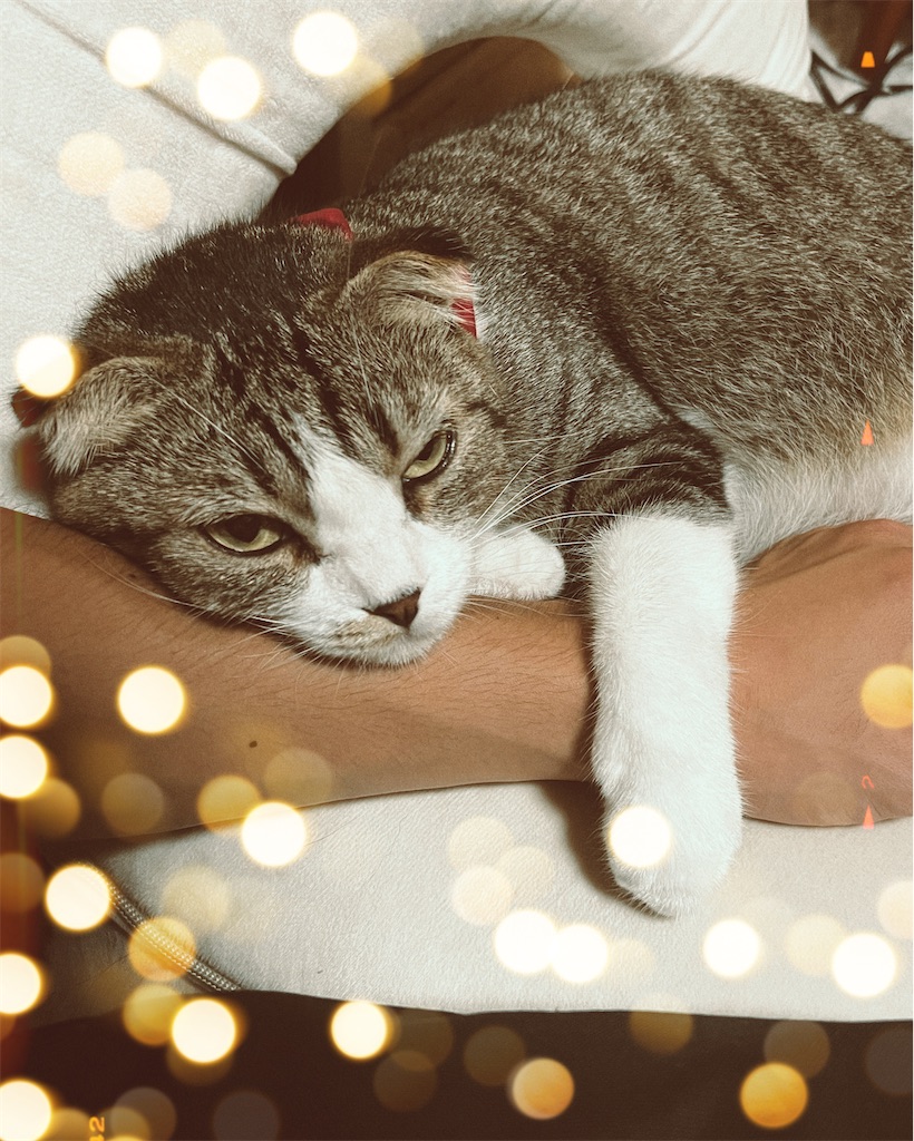f:id:KobayannANIMAL:20220117062906j:image f:id:KobayannANIMAL:20220117062906j:image