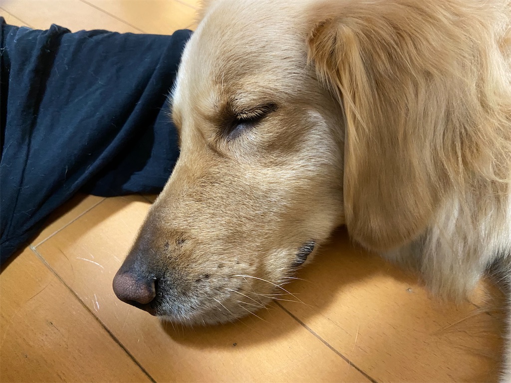 f:id:KobayannANIMAL:20220126031722j:image f:id:KobayannANIMAL:20220126031722j:image