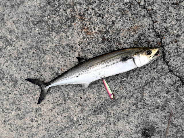 f:id:Kobe_Angler:20190310231501j:plain f:id:Kobe_Angler:20190310231501j:plain