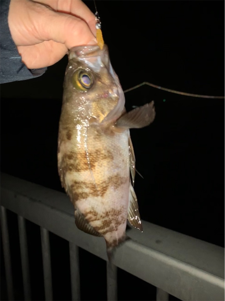 f:id:Kobe_Angler:20190407125520j:image f:id:Kobe_Angler:20190407125520j:image