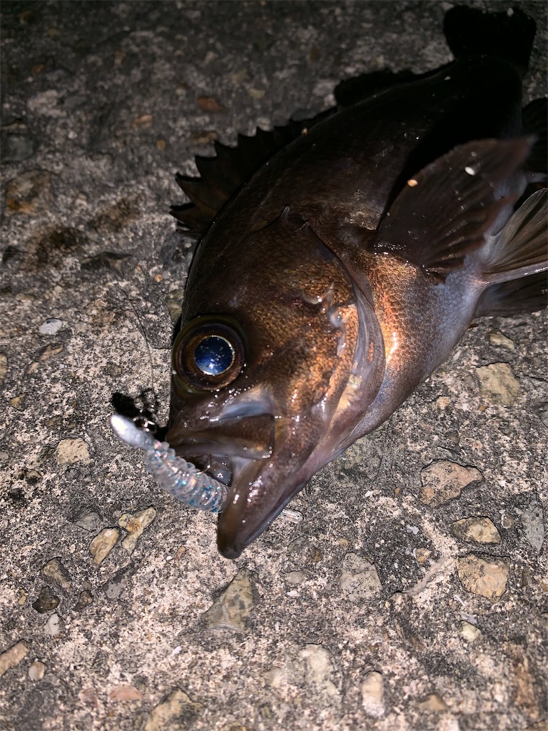 f:id:Kobe_Angler:20190407125525j:image f:id:Kobe_Angler:20190407125525j:image