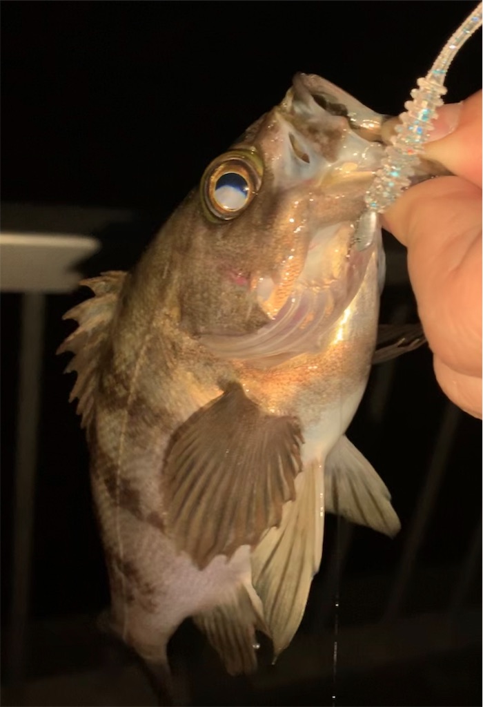 f:id:Kobe_Angler:20190407141144j:image f:id:Kobe_Angler:20190407141144j:image