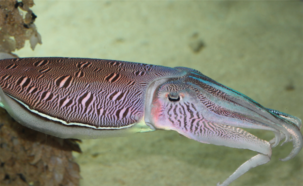 f:id:Kobe_Angler:20190514204343p:image