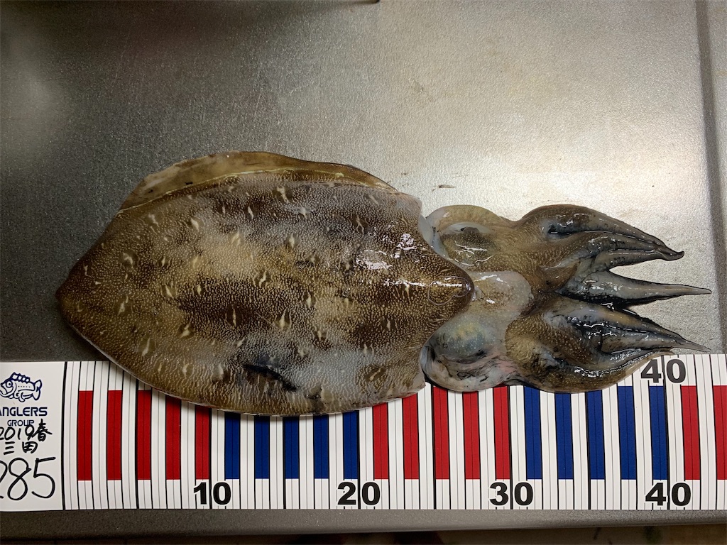 f:id:Kobe_Angler:20190601160136j:image