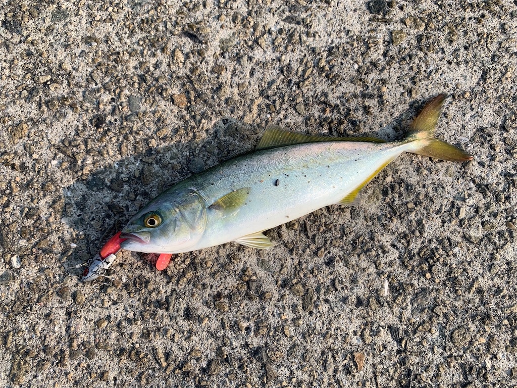 やっぱり来たか 神戸界隈での釣り日記
