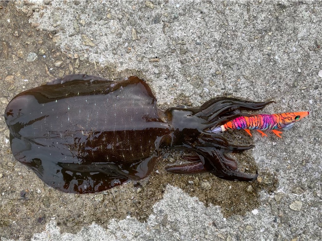 f:id:Kobe_Angler:20190923230642j:image