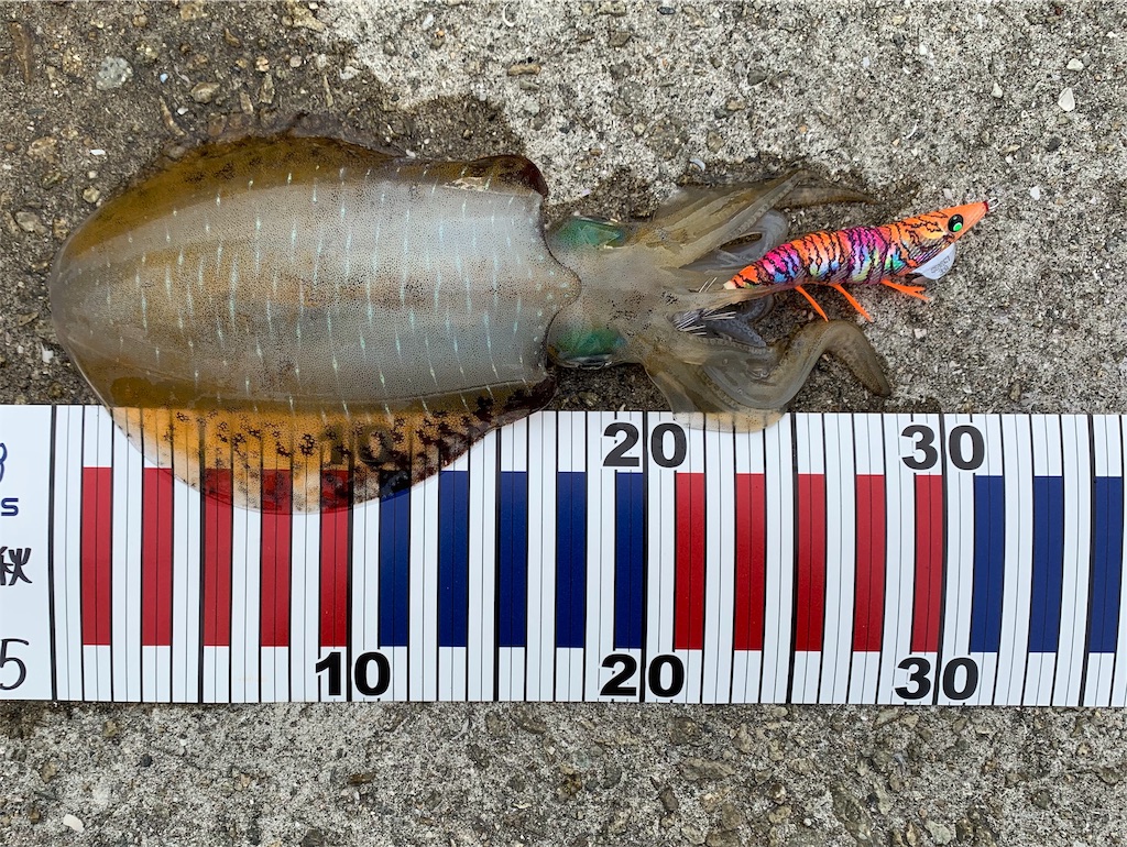 f:id:Kobe_Angler:20190923230837j:image