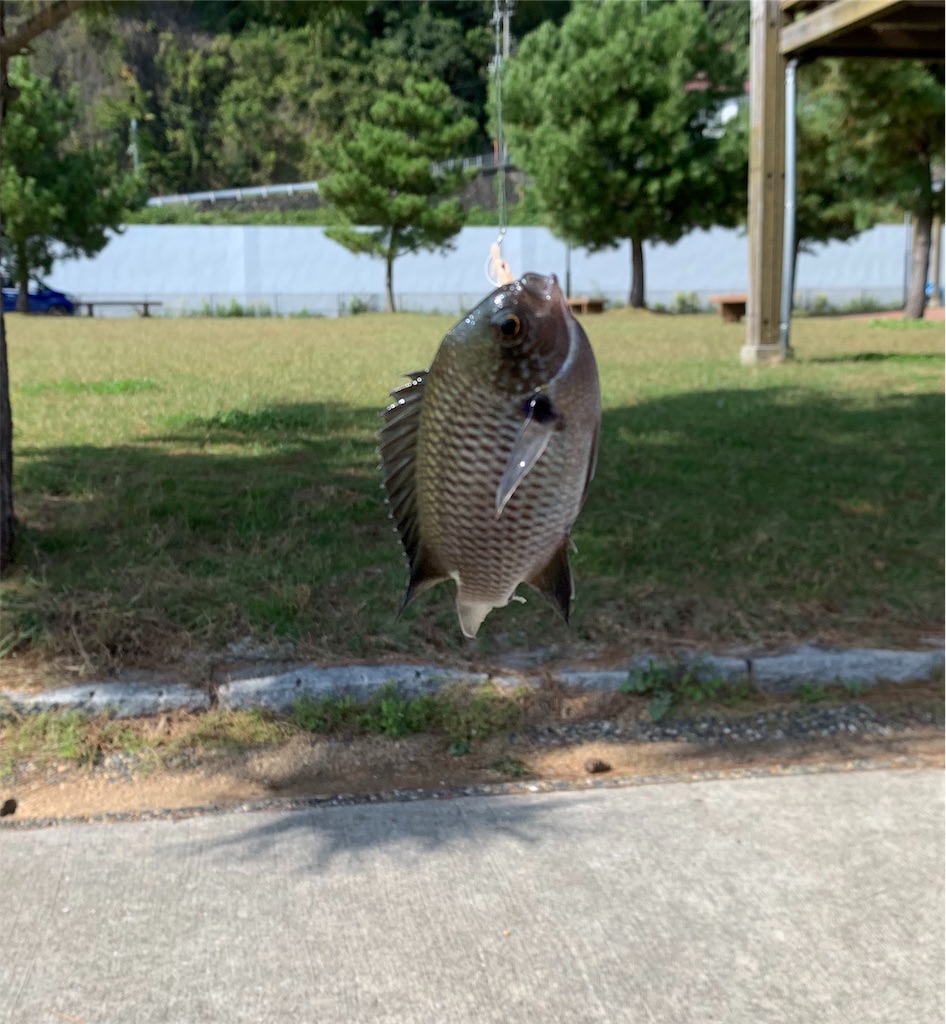 淡路島でサビキ釣り 神戸界隈での釣り日記