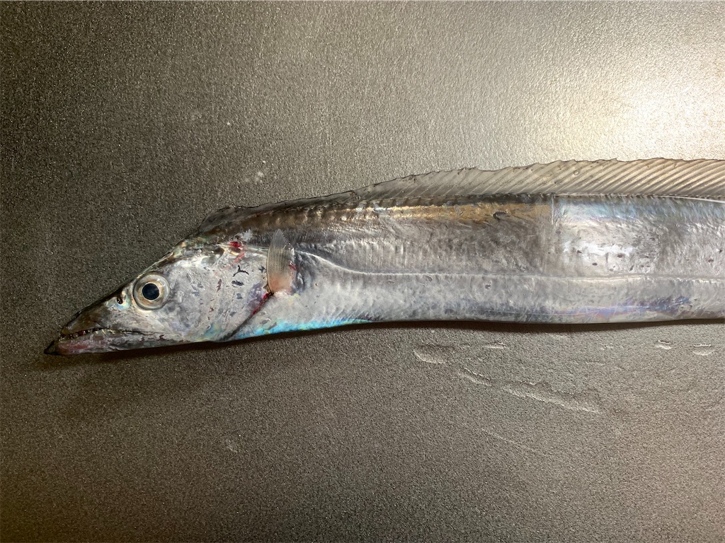 f:id:Kobe_Angler:20191102145409j:image f:id:Kobe_Angler:20191102145409j:image