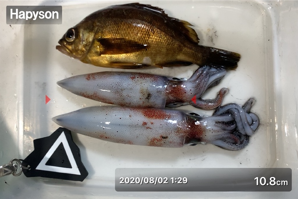 明石でケンサキエギング 神戸界隈での釣り日記