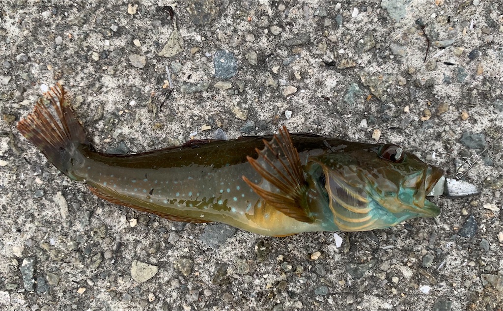 f:id:Kobe_Angler:20210630134632j:image