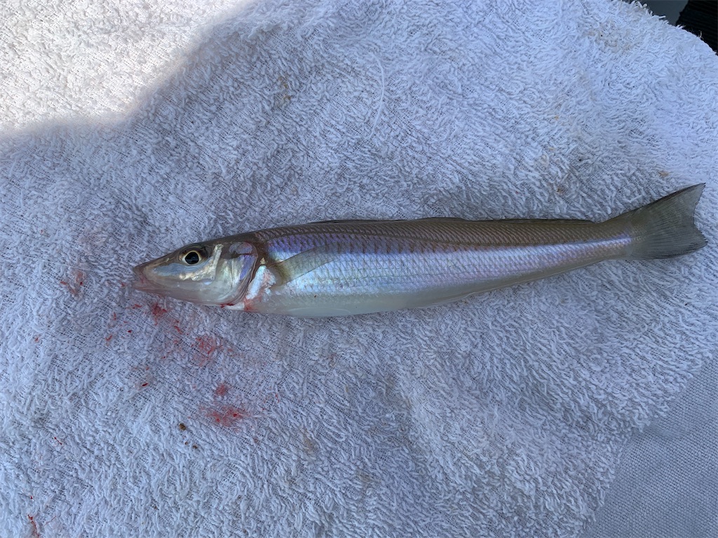 f:id:Kobe_Angler:20210725113803j:image f:id:Kobe_Angler:20210725113803j:image