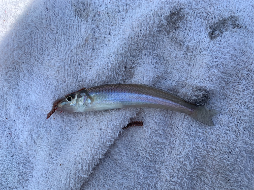 f:id:Kobe_Angler:20210725113808j:image f:id:Kobe_Angler:20210725113808j:image