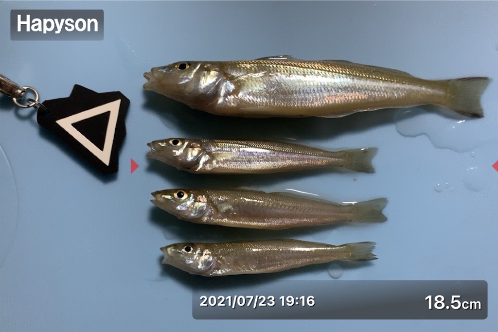 f:id:Kobe_Angler:20210725113819j:image f:id:Kobe_Angler:20210725113819j:image