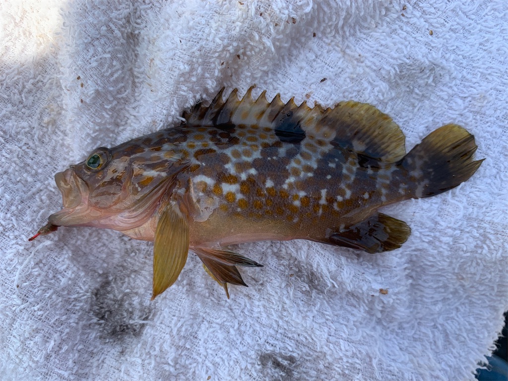 f:id:Kobe_Angler:20210725205647j:image f:id:Kobe_Angler:20210725205647j:image