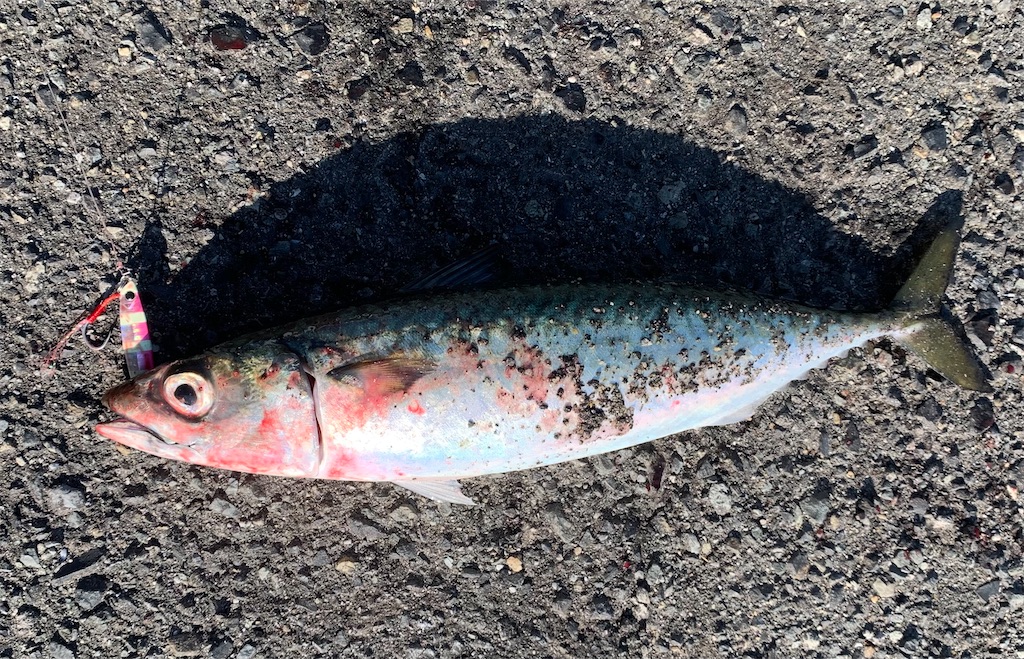 f:id:Kobe_Angler:20211010140129j:image f:id:Kobe_Angler:20211010140129j:image