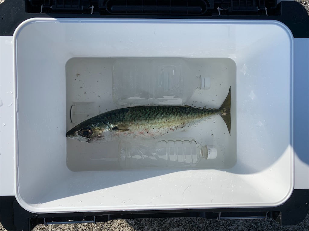 f:id:Kobe_Angler:20211010140206j:image f:id:Kobe_Angler:20211010140206j:image