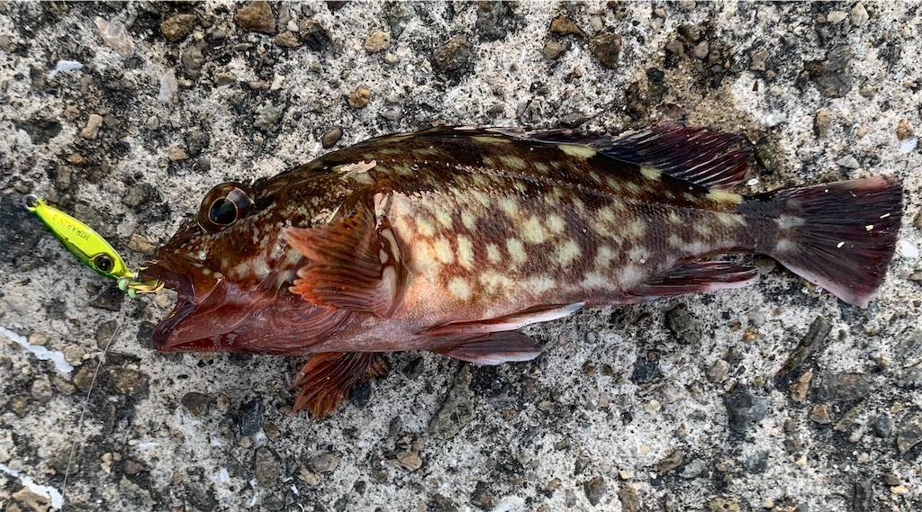 f:id:Kobe_Angler:20220605123654j:image