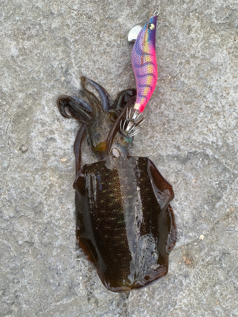 f:id:Kobe_Angler:20240922131317j:image