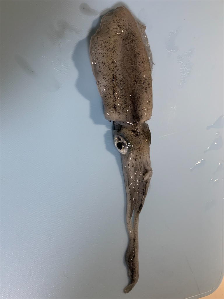 f:id:Kobe_Angler:20240922131339j:image